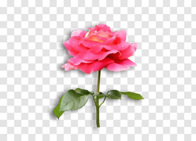 Garden Roses Flower Cabbage Rose Floribunda Plant Stem Transparent PNG