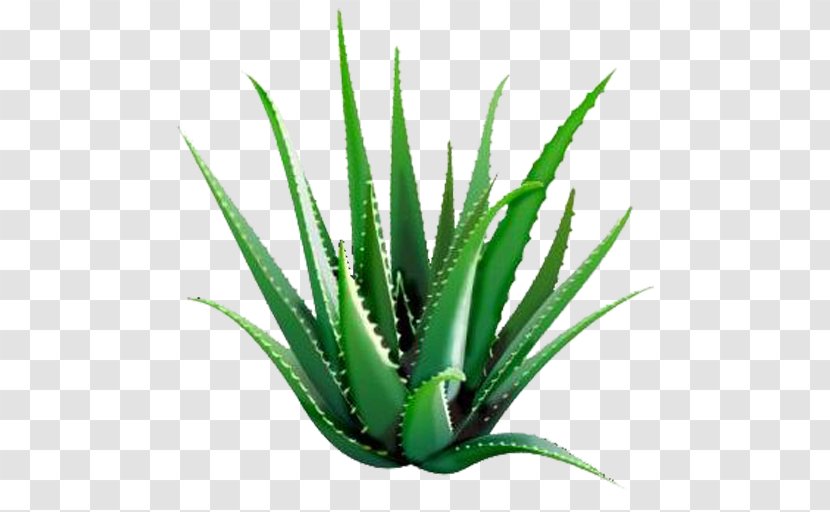 Aloe Vera Forever Living Products Gel Dietary Supplement Plant - Succulent Transparent PNG