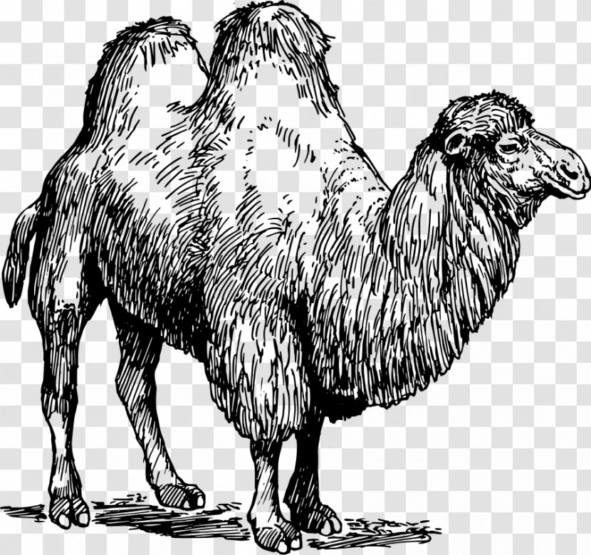 Bactrian Camel Dromedary Llama Common Ostrich Sheep - Terrestrial Animal - Images Transparent PNG