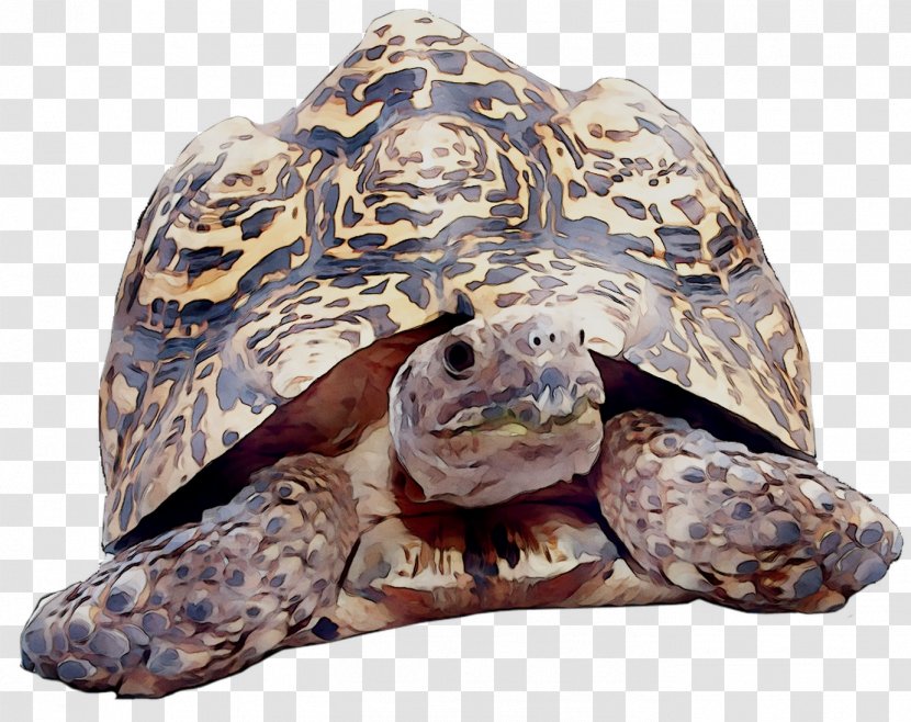Box Turtles Tortoise Loggerhead Sea Turtle Terrestrial Animal - Kemps Ridley - Olive Transparent PNG
