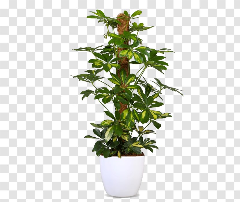 Swiss Cheese Plant Devil's Ivy Flowerpot Houseplant Philodendron - Dwarf Umbrella Tree - Missing Treasure California Transparent PNG