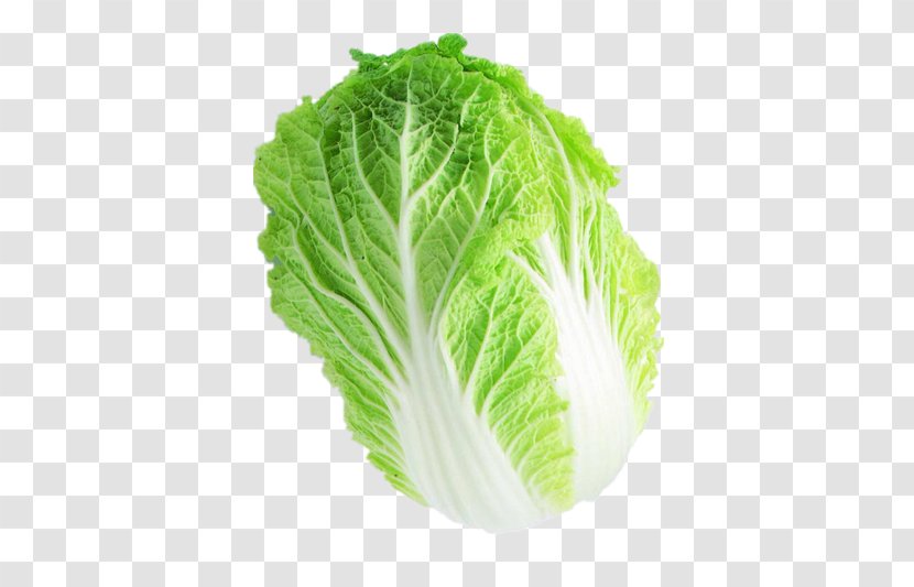 Romaine Lettuce Capitata Group Chinese Cabbage Napa Vegetable Transparent PNG