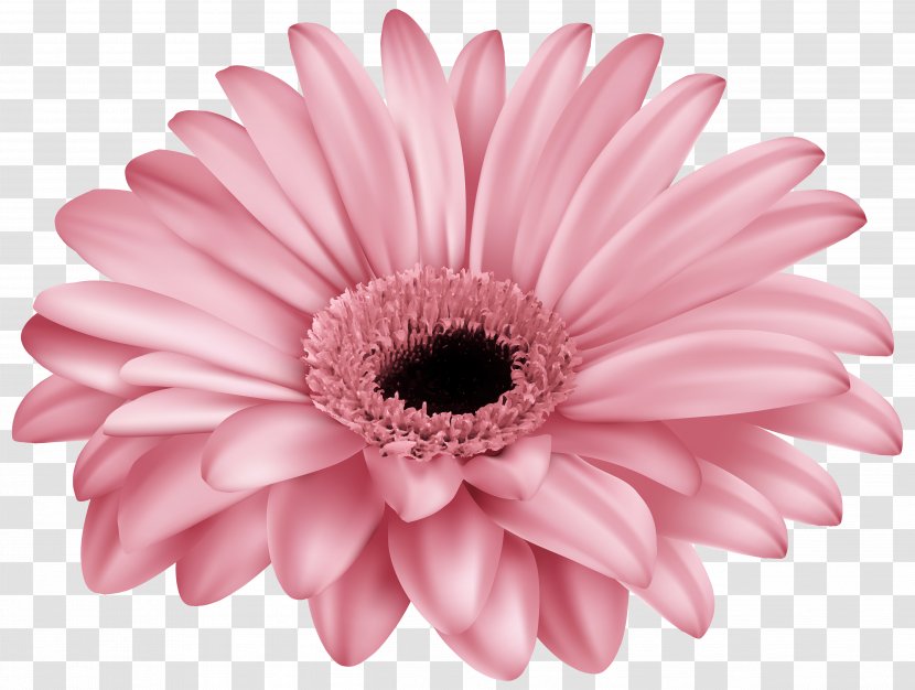 Transvaal Daisy Pink Flower Common Color - Mauve - Gerber Clip Art Image Transparent PNG