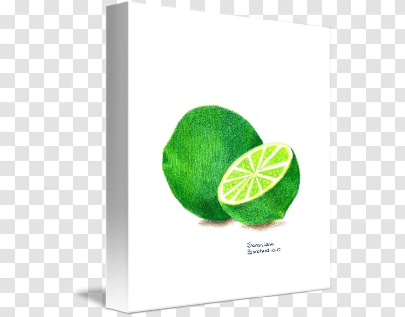 Key Lime Drawing Art Sketch - Fruit Transparent PNG