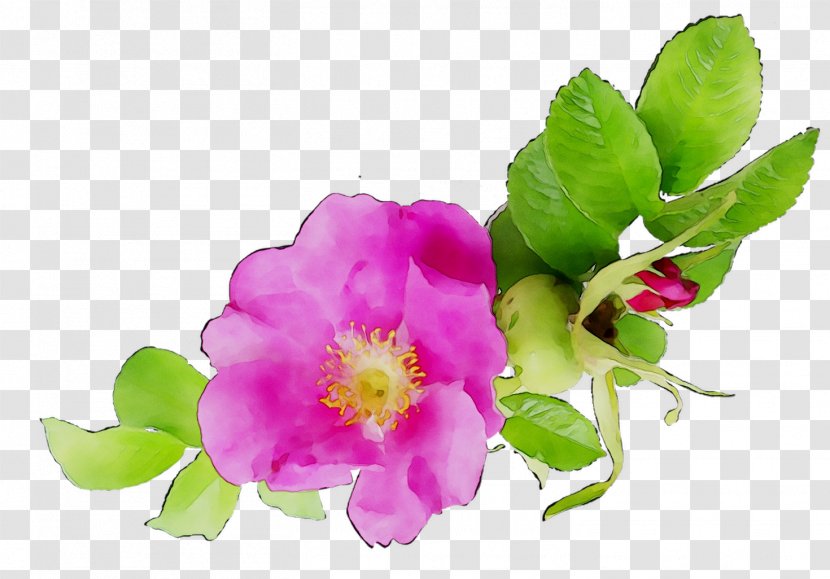 Cabbage Rose Annual Plant Herbaceous Pink M Plants - Family Transparent PNG