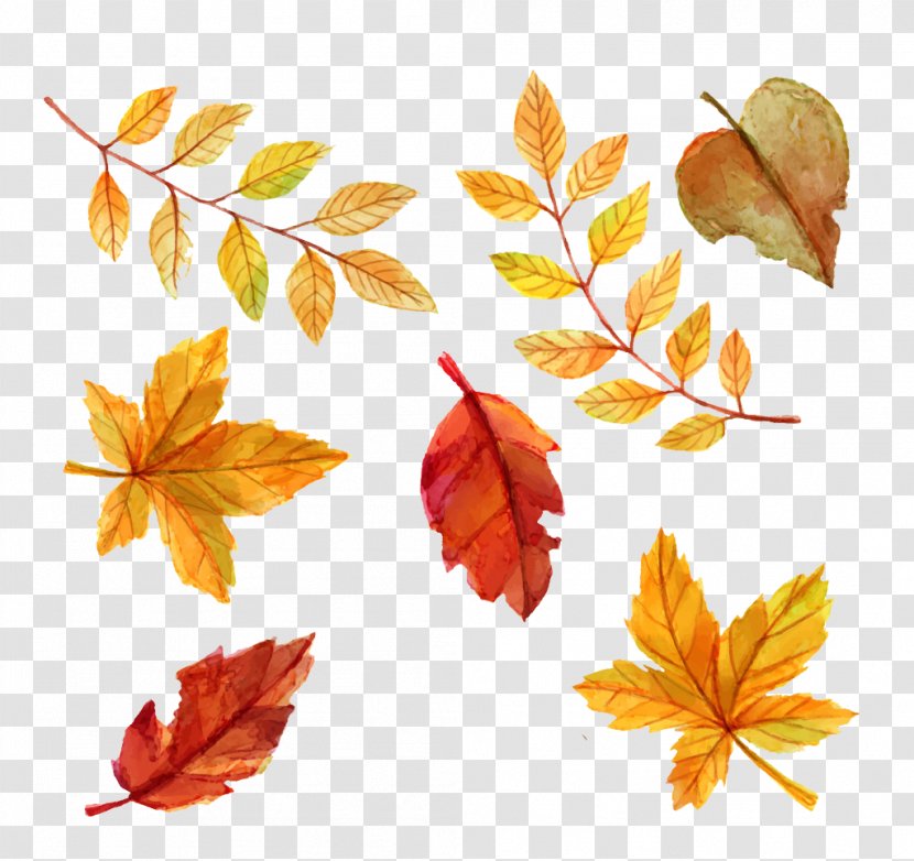 Autumn Leaf Color Euclidean Vector - Watercolor Leaves Transparent PNG