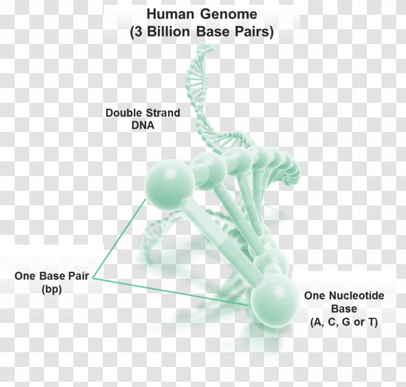Human Genome DNA Base Pair Organism - Sport - Genetic Material Transparent PNG