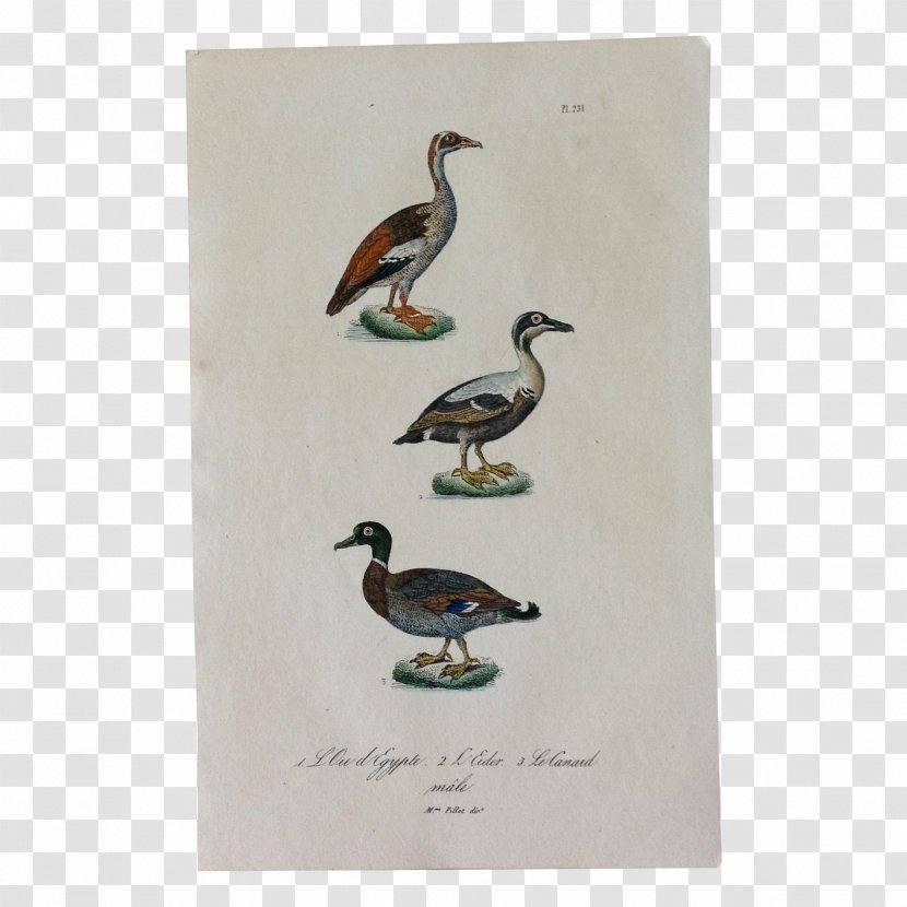 Duck Bird Goose Engraving Common Eider - John Gerrard Keulemans Transparent PNG