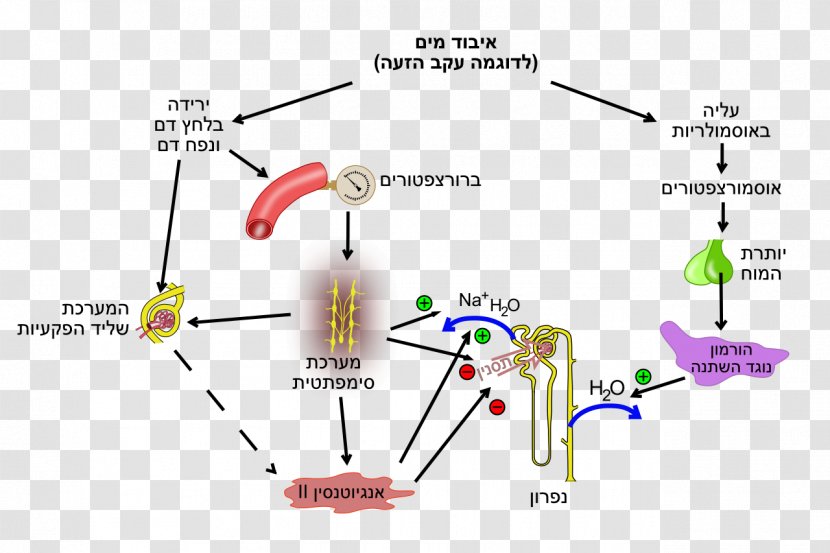 Fluid Balance Nephron Human Body Vasopressin Renin - Flower - Water Transparent PNG