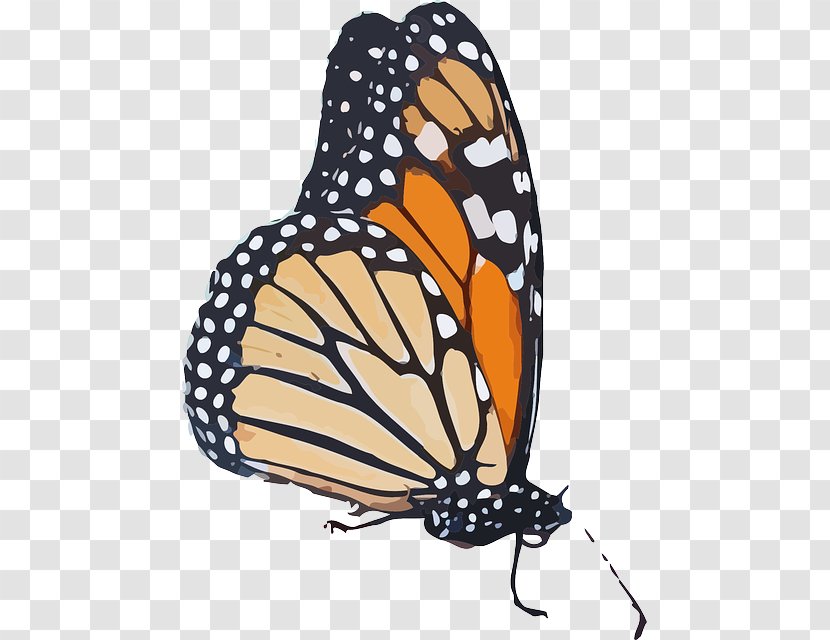 Monarch Butterfly Clip Art Vector Graphics Queen - Arthropod Transparent PNG