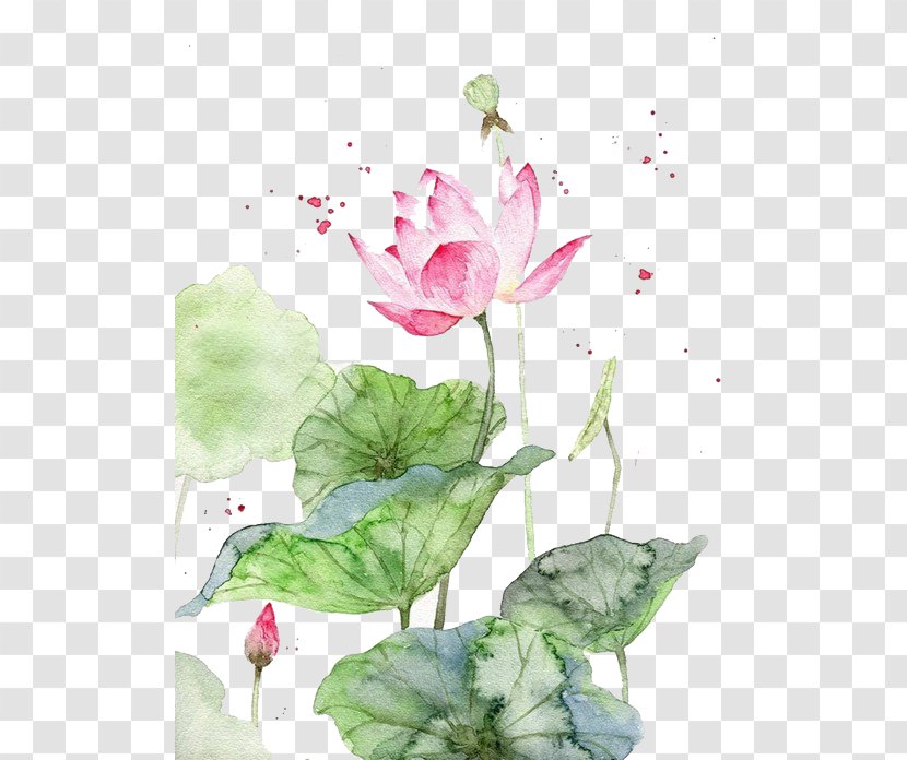 Watercolor Painting Watercolour Flowers Art Chinese - Flora - Pink Lotus Transparent PNG