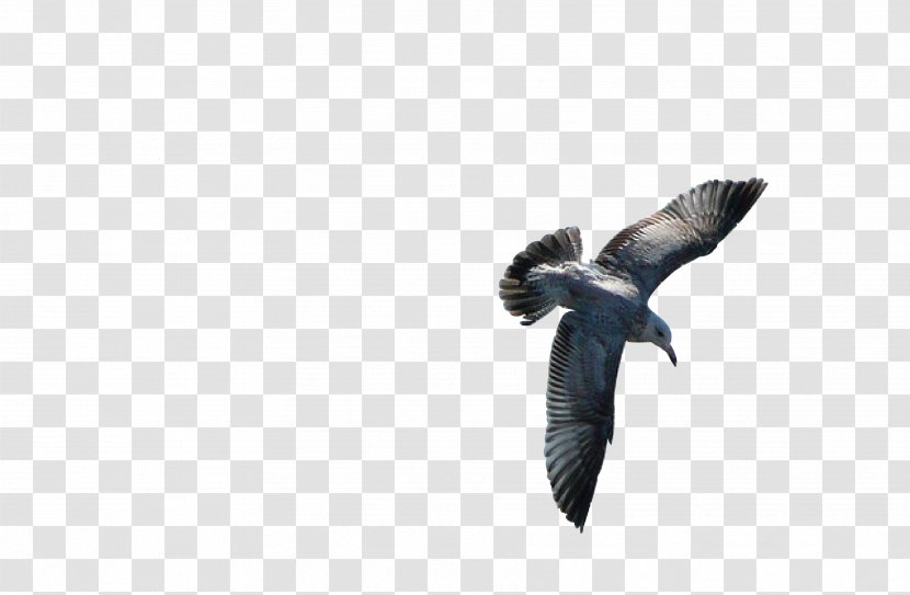 Bird Feather Owl Gulls Beak - Flying Transparent PNG