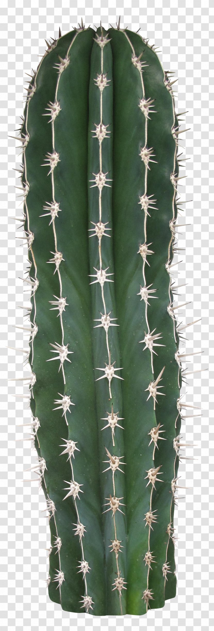 Acanthocereus Tetragonus San Pedro Cactus Cactaceae Thorns, Spines, And Prickles - Vecteur - Long Transparent PNG
