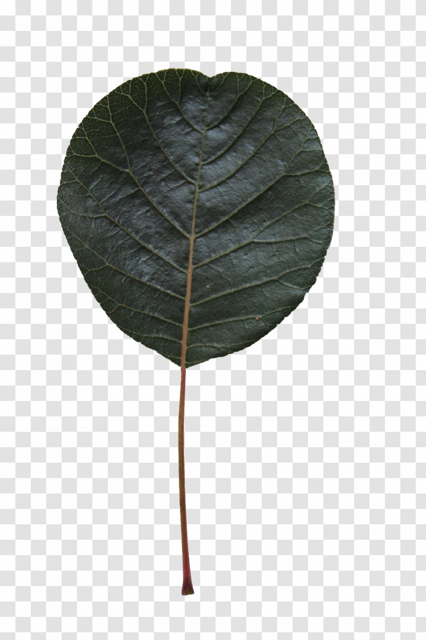 Leaf - Specimen Transparent PNG