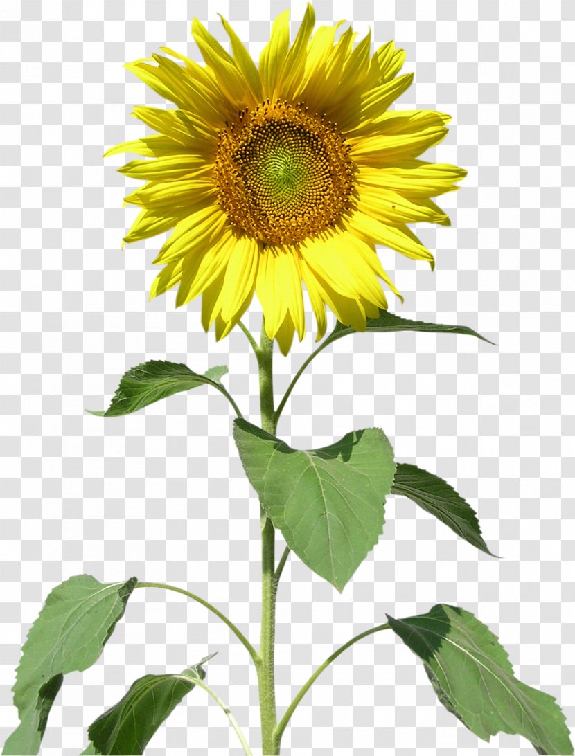Common Sunflower Sunflowers Clip Art Transparent PNG