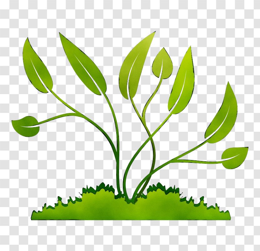Clip Art Plants Transparency Image - Leaf - Grass Family Transparent PNG