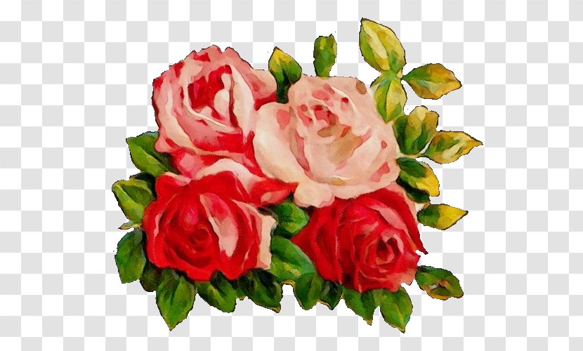 Garden Roses - Rose - Floribunda Family Transparent PNG
