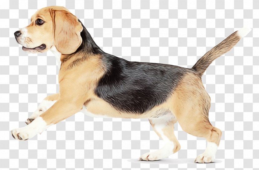 Dog Cartoon - English Foxhound - Beagador Tail Transparent PNG