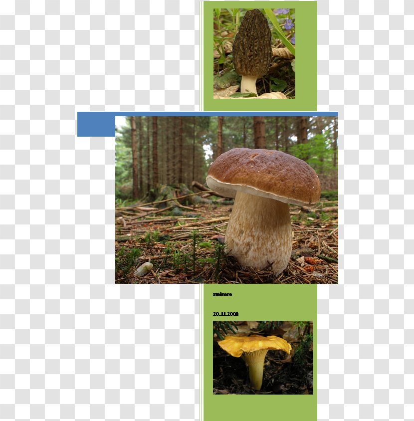Fungus Edible Mushroom Pleurotus Eryngii Matsutake - Ecosystem - Fungi Transparent PNG