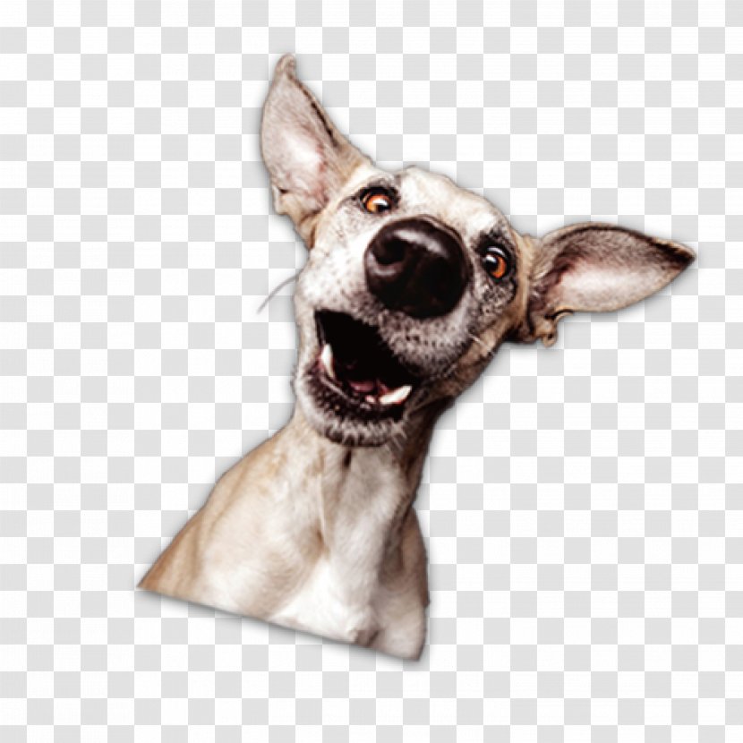 Italian Greyhound Whippet Dog Breed - Animal - Avatar Transparent PNG
