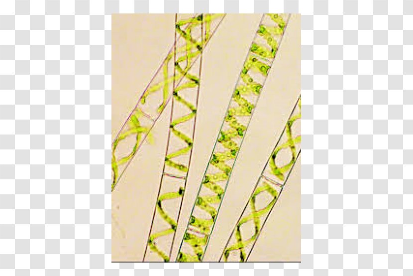 Water Silk Green Algae Multicellular Organism Unicellular - Rectangle - Chlamydomonas Transparent PNG