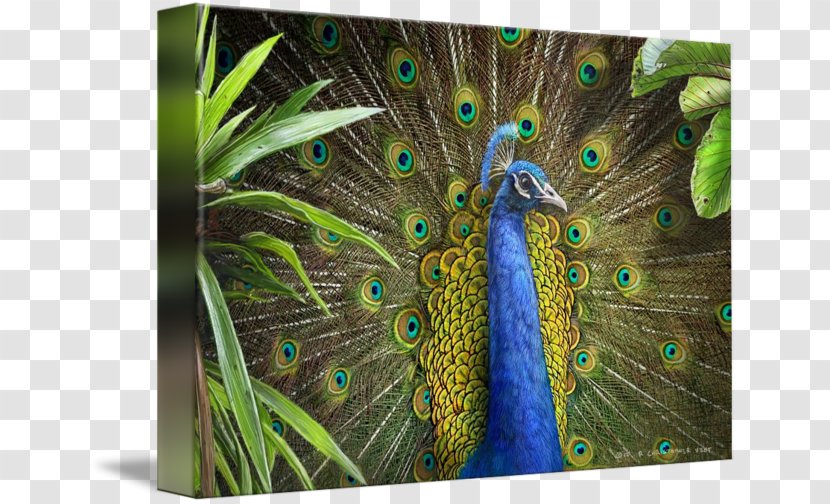 Feather Pavo Gallery Wrap Canvas Art - Peafowl Transparent PNG
