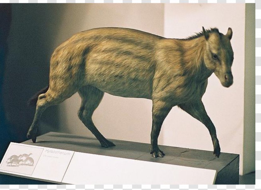 Horse Eohippus Eocene Hyracotherium Mesohippus - Pig - Model Minority Transparent PNG