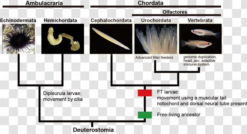 Vertebrate Chordata Notochord Animal Evolution - Organism - Text Transparent PNG