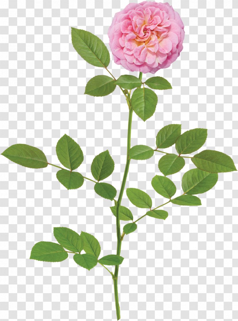 Cartoon Lemon - Prickly Rose - Order Camellia Transparent PNG