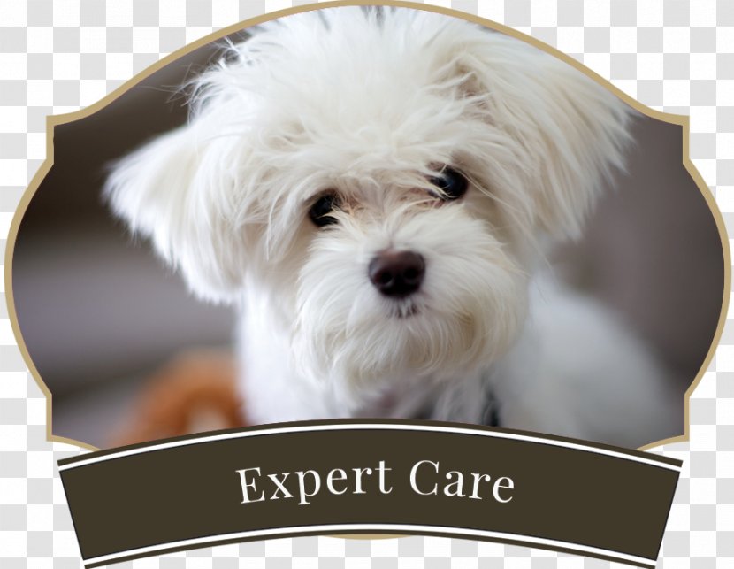 Maltese Dog Havanese Puppy Pet Sitting Breed - Snout Transparent PNG