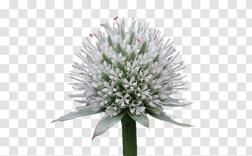 Chives Cut Flowers - Flowering Plant - Detritus Transparent PNG