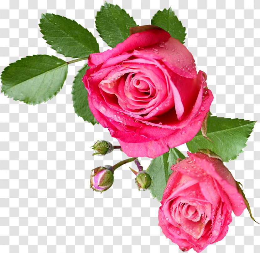 Rose Pink Flower Clip Art - Plant - Roses Transparent PNG