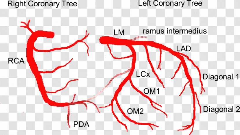 Coronary Circulation Anterior Interventricular Branch Of Left Artery Anatomy Arteries - Cartoon - Heart Transparent PNG