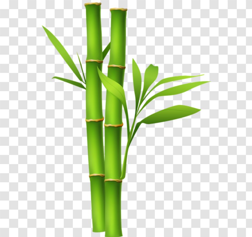 Clip Art Bamboo Image Desktop Wallpaper - Grass Family Transparent PNG
