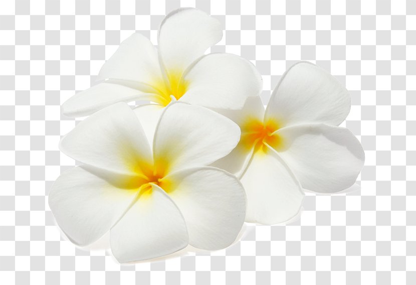 Stock Photography Flower Frangipani Clip Art Transparent PNG