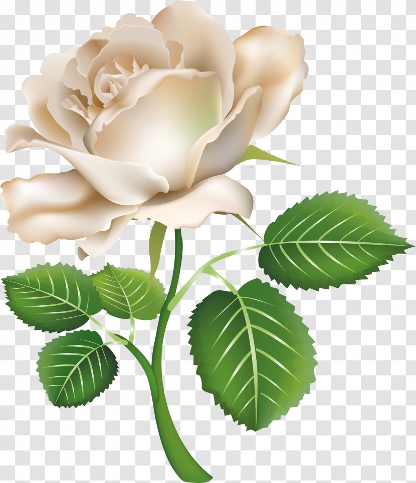 White Rose - Petal - Rosa Centifolia Transparent PNG