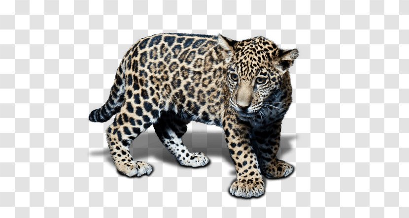 Snow Leopard Jaguar Cheetah Terrestrial Animal - Dog Like Mammal Transparent PNG