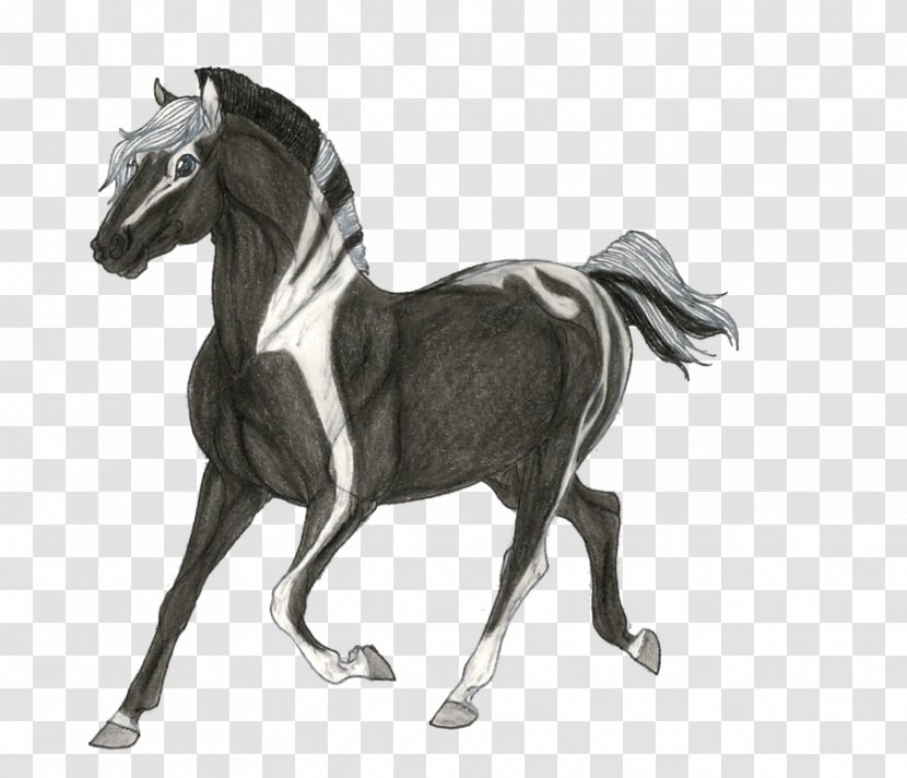 Stallion Mustang Mare Foal Colt - Dressage - Gattung Misumena Transparent PNG