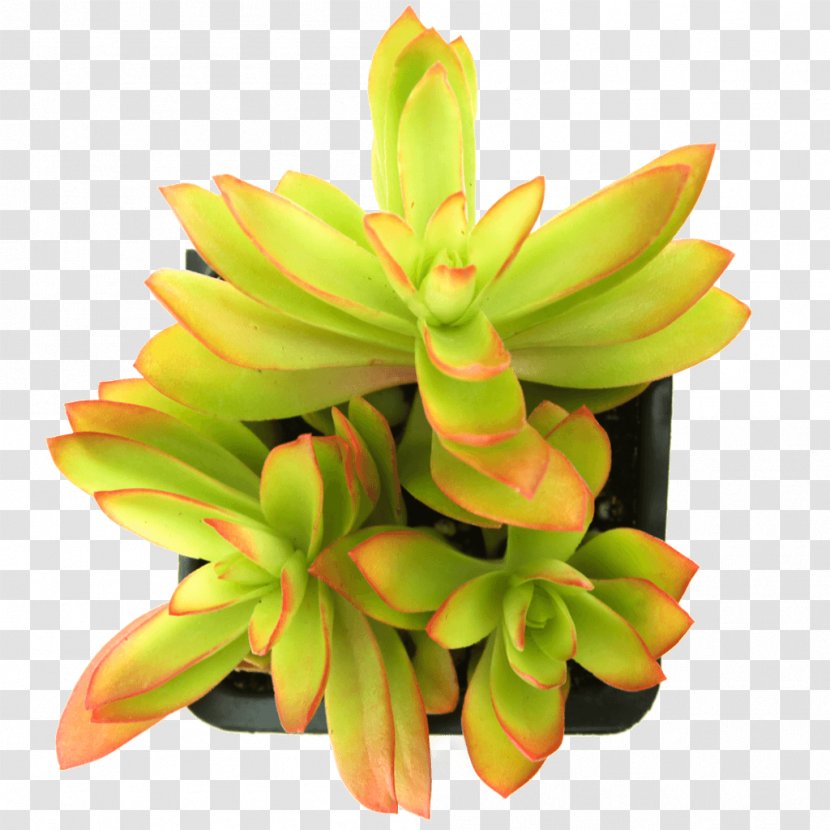 Jade Plant Red Pagoda Succulent Echeveria Flowerpot - Flower - Transparent Transparent PNG