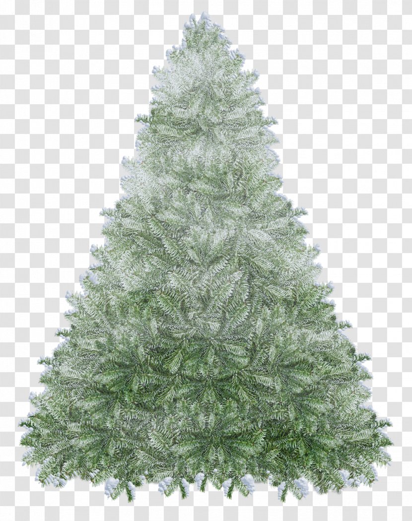 Spruce Fir Christmas Tree Decoration Evergreen - Pine Family Transparent PNG