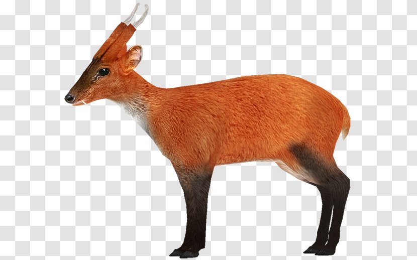 Zoo Tycoon 2 Deer Indian Muntjac Giant Wiki - Snout Transparent PNG