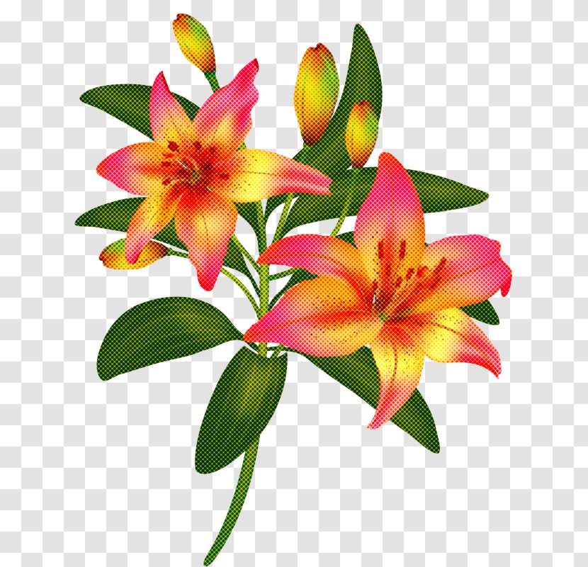 Flower Flowering Plant Lily Petal - Stargazer - Terrestrial Family Transparent PNG