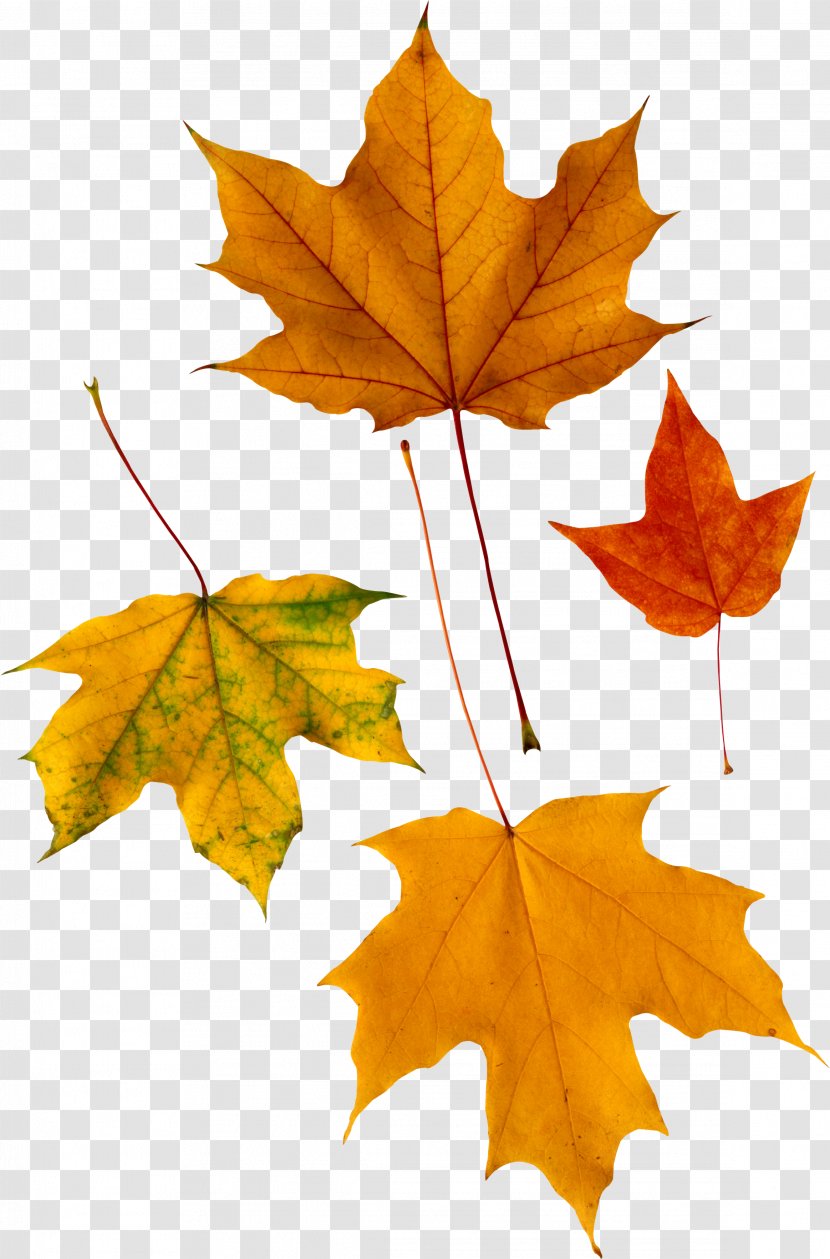 Red Maple Autumn Leaf Color Transparent PNG