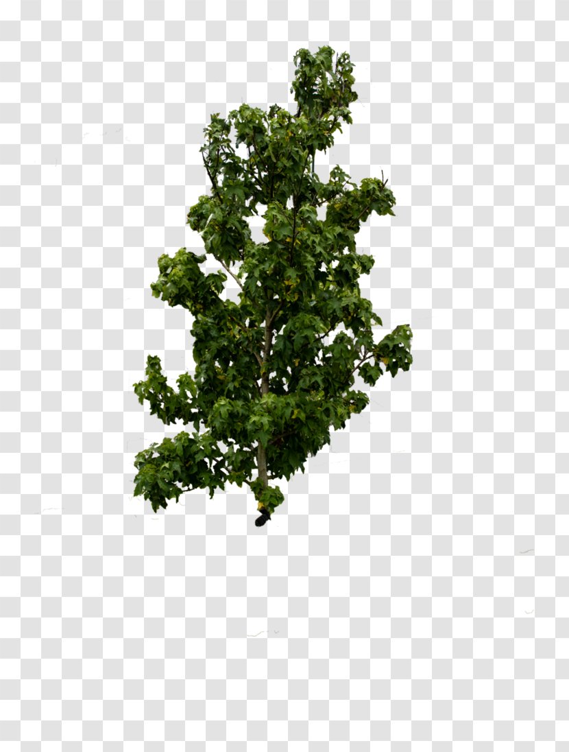 Shrub Leaf Branching - Plant - Hedera Transparent PNG