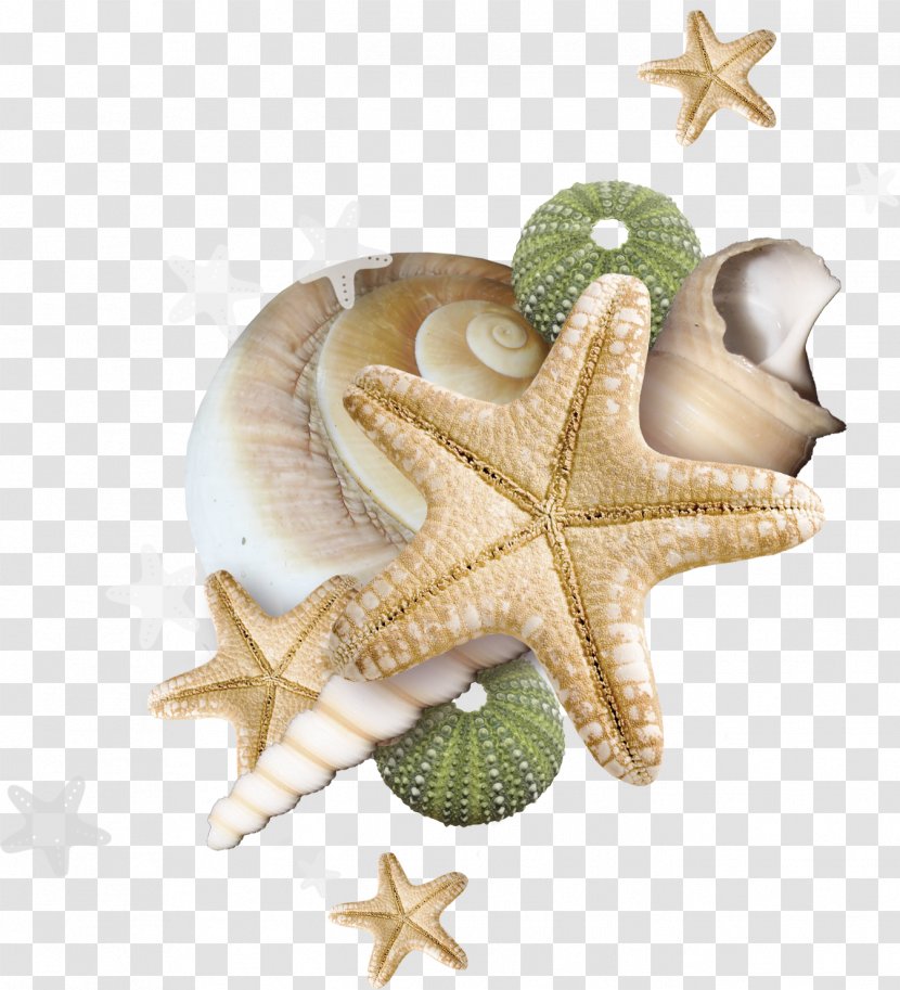 Seashell Beach Clip Art - Starfish Transparent PNG