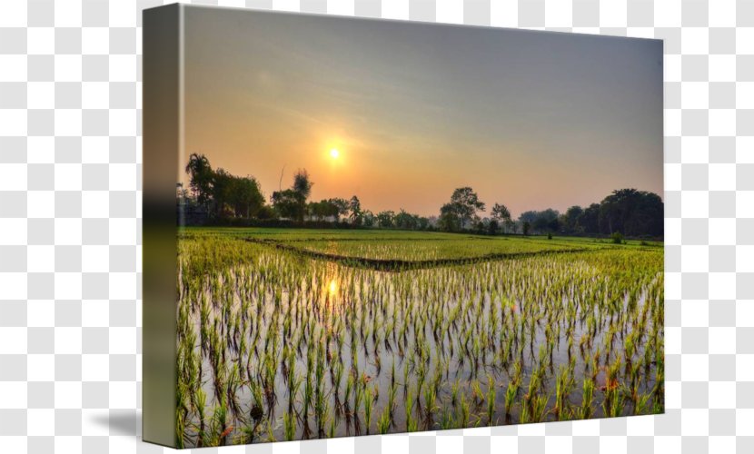 Imagekind Art Painting Thailand Poster - Flower - Rice Field Transparent PNG