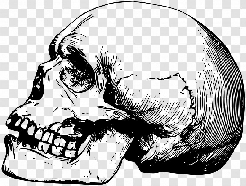 Skull Drawing Human Skeleton Bone - Skulls Transparent PNG