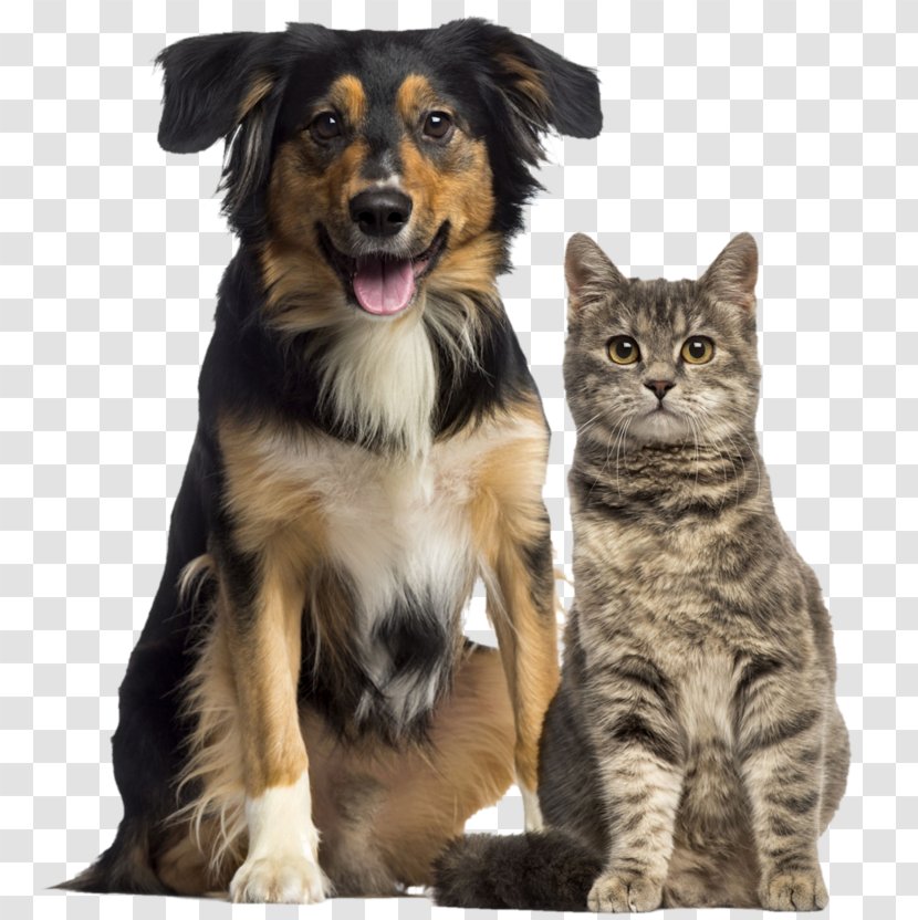 Cat Dog Society For The Prevention Of Cruelty To Animals Humane Veterinarian - Animal Shelter Transparent PNG