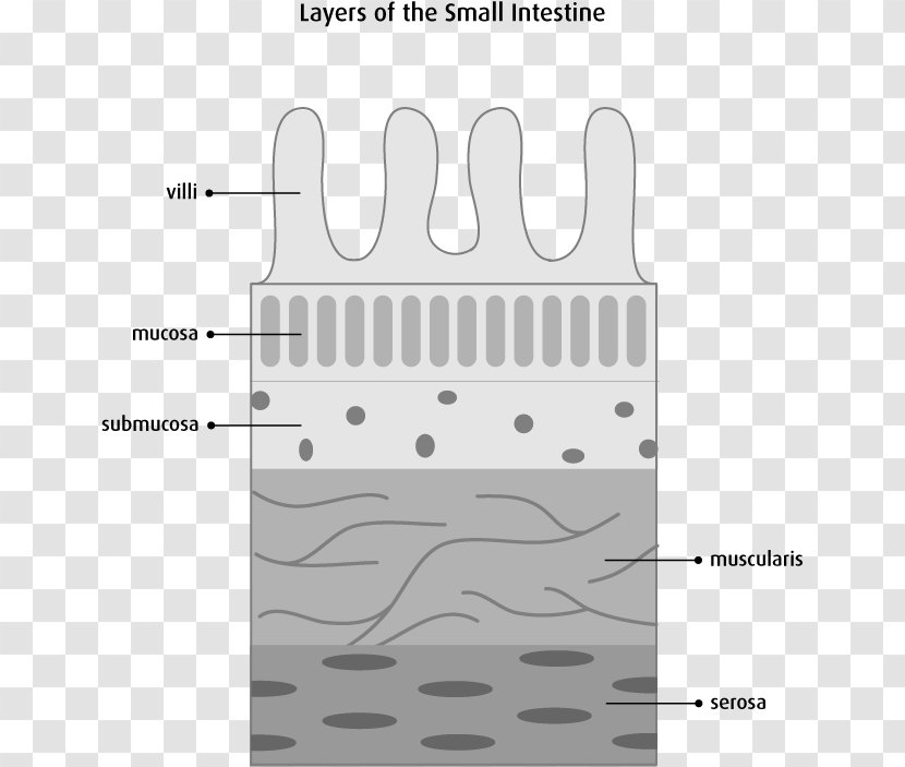 Small Intestine Muscular Layer Large Mucous Membrane Gastrointestinal Tract - Flower Transparent PNG