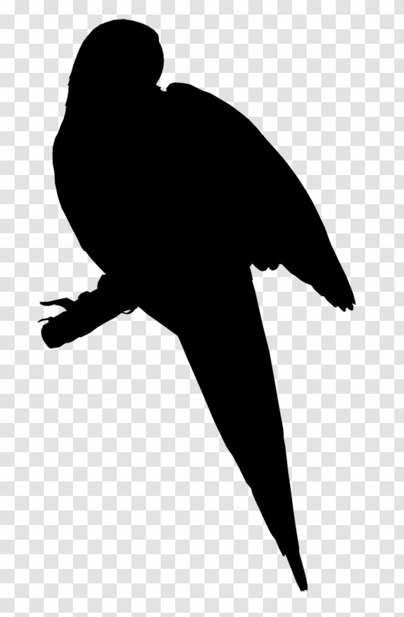 Beak Bird Clip Art Fauna Silhouette - Wing Transparent PNG